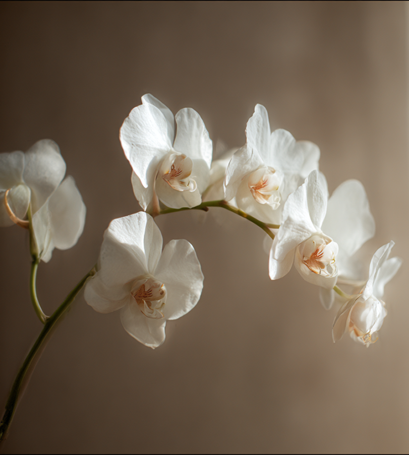 Альт заголовок 1